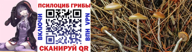 Псилоцибиновые грибы Psilocybine cubensis  Кумертау 